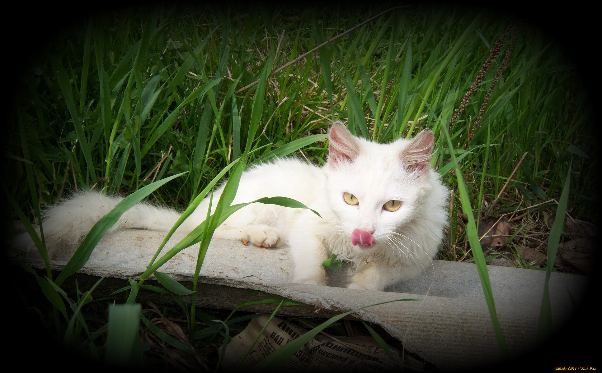 Музыка белая кошка. Кошка белая. Белый кот на природе. Красивые белые кошки на природе. Белая кошка на траве.